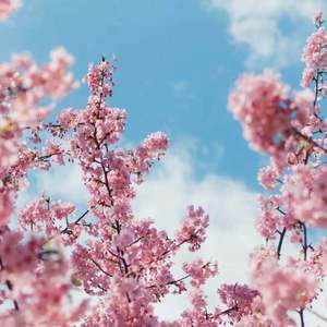 刘海瑞双飞与林太合作项目详情
